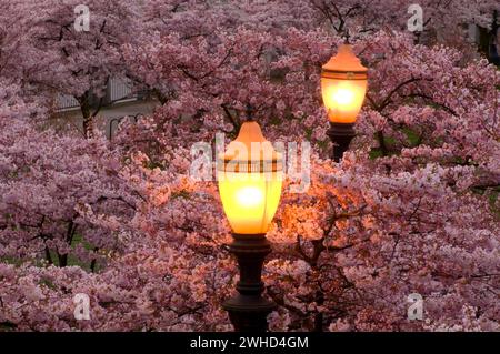 Kirsche Blüte mit Lampe, Tom McCall Waterfront Park, Portland, Oregon Stockfoto