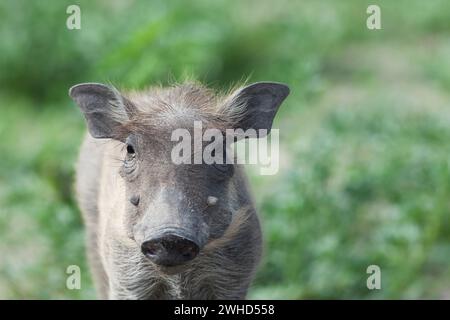 Jungtier, Botswana, Chobe Nationalpark, Warzenschwein (Phacochoerus africanus), Busch, tagsüber, Tierwelt, Tourismus, Natur, keine Menschen, Outdoor, Safari, Jungtiere, süß, Tiere in freier Wildbahn, Big 5 Tier, Afrika Stockfoto