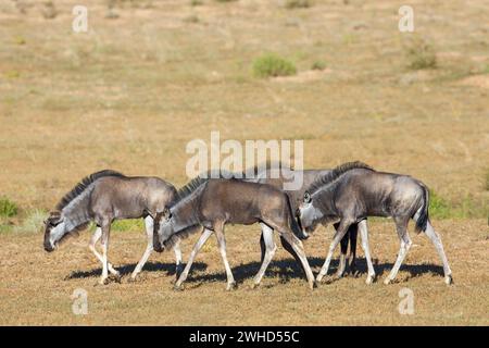 Afrika, Jungtier, Blaue Gnus (Connochaetes taurinus), Provinz Nordkap, Südafrika, Busch, tagsüber, Tierwelt, Tourismus, Natur, keine Menschen, draußen, safari, junge Tiere, süß, Tiere in der Wildnis, Big 5 Tier, Kalb, Kgalagadi Transfrontier Park, Kalb Stockfoto