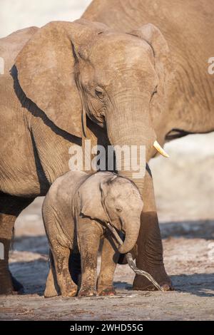 Jungtier, Botswana, Chobe Nationalpark, Chobe River, Elefant (Loxodonta africana), gefährdete Arten, IUCN Redlist, Busch, tagsüber, Safari, im Freien, keine Menschen, Natur, Tourismus, Tierwelt, Junge Tiere, süß, Mutter und Jungtier, Tiere in freier Wildbahn, Big 5 Tier, Zuneigung, spielen, Muttertier, Afrika Stockfoto