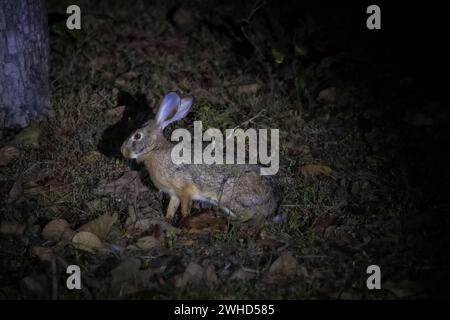 Indischer Hase, Lepus nigricollis, Panna, Madhya Pradesh, Indien Stockfoto