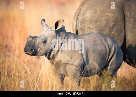 Afrika, Jungtier, Provinz Gauteng, nahe bedrohte Arten, IUCN-Redlist, Rietvlei Nature Reserve, Südafrika, Weißnashorn (Ceratotherium simum), Tierwelt, Tourismus, Natur, Busch, tagsüber, keine Menschen, draußen, Safari, Jungtiere, süß, Tiere in der Wildnis Stockfoto