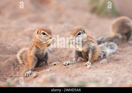 Afrika, Jungtier, Bodenhörnchen (Xerus inauris), Provinz Nordkap, Südafrika, Busch, tagsüber, Tierwelt, Tourismus, Natur, keine Menschen, draußen, safari, junge Tiere, süß, Tiere in freier Wildbahn, Big 5 Tier, Kgalagadi Transfrontier Park Stockfoto