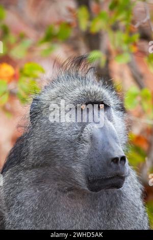 Afrika, Chacma-Pavian (Papio ursinus), Kruger-Nationalpark, Südafrika, Provinz Limpopo, Südafrika, Humor, tagsüber, Nationalpark, Natur, keine Menschen, safari, Tourismus, Angst, aufmerksam, besorgt, schauen Sie, Bushveld, Ausdruck Stockfoto