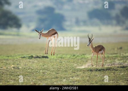 Afrika, Kgalagadi Transfrontier Park, Provinz Nordkap, Südafrika, Springbok (Antidorcas marsupialis), tagsüber, Natur, keine Menschen, Safari, Tourismus, bush, Wildtiere, Nationalpark, Action, Springen, springen, Tiere in der Wildnis, Antilopen, Buschveld, Wüste, Pronking Stockfoto