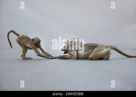 Afrika, Jungtier, Chacma-Pavian (Papio ursinus), Kruger-Nationalpark, Südafrika, Provinz Limpopo, Südafrika, Tierwelt, Tourismus, Natur, Busch, tagsüber, keine Leute, draußen, Safari, junge Tiere, süß, Tiere in der Wildnis, spielen, Humor Stockfoto