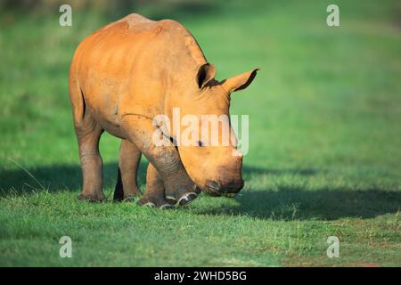 Afrika, Jungtier, Provinz Gauteng, nahe bedrohte Arten, IUCN-Redlist, Rietvlei Nature Reserve, Südafrika, Weißnashorn (Ceratotherium simum), Safari, im Freien, keine Menschen, tagsüber, busch, Natur, Tourismus, Tierwelt, Jungtiere, süß, Tiere in freier Wildbahn, Big 5 Tier, gefährdet Stockfoto