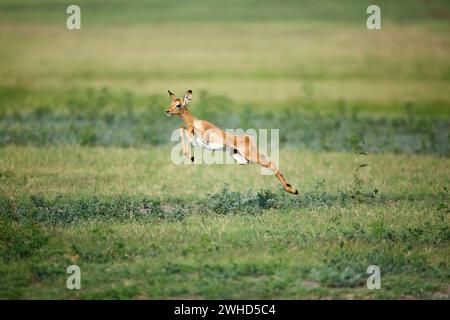 Jungtiere, Botswana, Chobe Nationalpark, Impala (Aepyceros melampus), Tierwelt, Tourismus, Natur, Busch, tagsüber, keine Menschen, Outdoor, Safari, Jungtiere, niedlich, Tiere in freier Wildbahn, Big 5 Tier, Afrika, Nationalpark, Action, Springen, Springen, Laufen Stockfoto