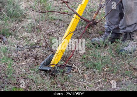 Person, die einen Baumpopper benutzt, um kleine Silberbirken zu entfernen, Heidemanagement, Freiwilliger, der invasive Peeling aus der Heide entfernt, Großbritannien Stockfoto