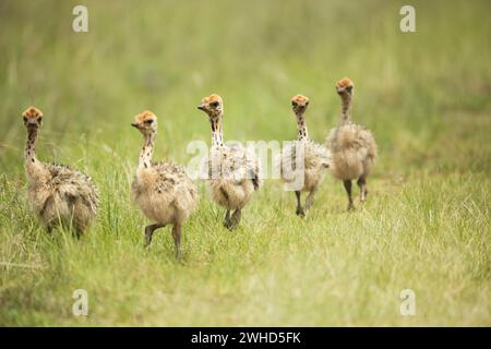 Afrika, Jungtiere, Provinz Gauteng, Strauß (Struthio camelus), Naturschutzgebiet Rietvlei, Südafrika, Safari, draußen, keine Leute, tagsüber, busch, Natur, Tourismus, Tierwelt, Jungtiere, niedlich, Tiere in freier Wildbahn, Big 5 Tier, Naturschutzgebiet Stockfoto