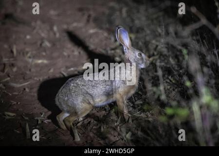 Indischer Hase, Lepus nigricollis, Panna, Madhya Pradesh, Indien Stockfoto