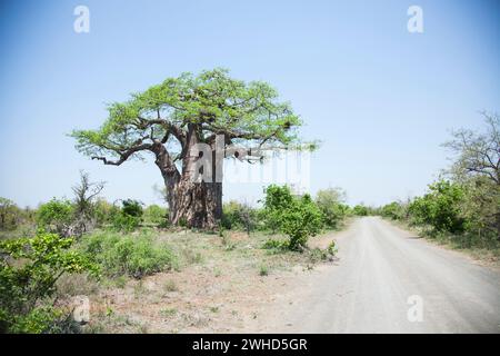 Afrika, Baobab (Adansonia digitata), Kruger-Nationalpark, Provinz Limpopo, Südafrika, Südafrika, landschaftlich reizvoll, Busch, tagsüber, Nationalpark, Natur, keine Menschen, Tourismus, Safari, Buschveld, ruhige Szene, Baum, Riese Stockfoto