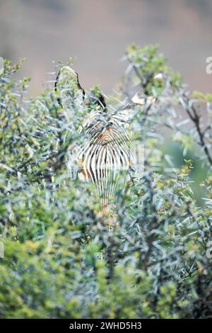 Afrika, Karoo-Nationalpark, Bergrezebra (Equus Zebra), Südafrika, gefährdete Arten, IUCN Redlist, Westkap-Provinz, bush, tagsüber, Nationalpark, Natur, keine Leute, safari, abstrakt, Nahaufnahme, schauen, verstecken, Tiere in freier Wildbahn, Tarnschicht, Akazie Stockfoto