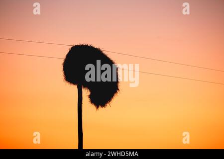 Afrika, Sonnenaufgang, Tag, Natur, Nest, No People, Northern Cape Province, oranger Hintergrund, draußen, Silhouette, geselliger Weber (Philetairus socius), Südafrika, Sonnenaufgang, Wildtiere, Busch, safari, Tourismus, abstrakt, Vögel in freier Wildbahn, Schönheit in der Natur, riesiges Nest Stockfoto