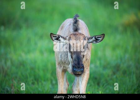 Afrika, Jungtier, Blaues Gnus (Connochaetes taurinus), Kgalagadi Transfrontier Park, Provinz Nordkap, Südafrika, Busch, tagsüber, draußen, keine Menschen, Natur, Tourismus, safari, Wildtiere, junge Tiere, niedlich, Tiere in freier Wildbahn, Nationalpark Stockfoto