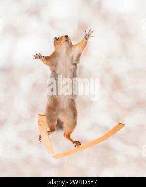 Rotes Eichhörnchen auf Skiern, dehnen, Strecken Stockfoto