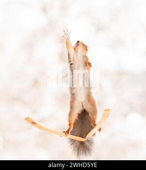 Rotes Eichhörnchen auf Skiern, dehnen, Strecken Stockfoto