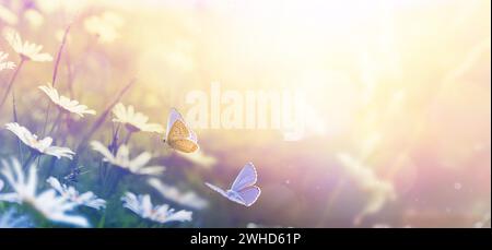 Schöne Frühlingsfeld Wiese Blumen Kamille. Fliegende Schmetterlinge am Morgen sonnige Frühlingswiese, Naturlandschaft, Großformat Banner, Kopie Spac Stockfoto