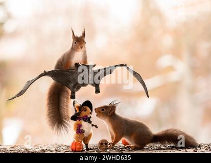 Rote Eichhörnchen mit einer Fledermaus in der Luft Stockfoto