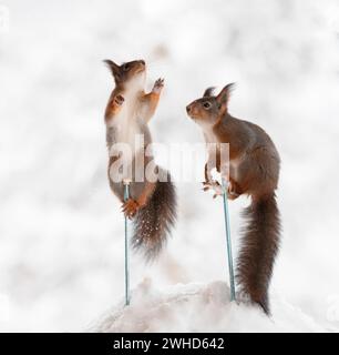Rote Eichhörnchen auf Skistöcken im Schnee Stockfoto