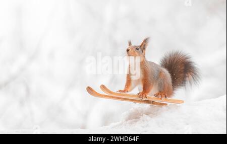 Rotes Eichhörnchen auf Skiern im Schnee Stockfoto