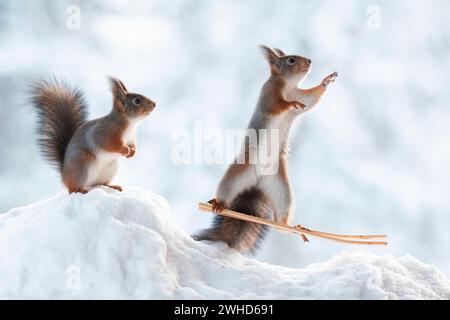 Rotes Eichhörnchen auf Skiern im Schnee mit Zuschauern Stockfoto