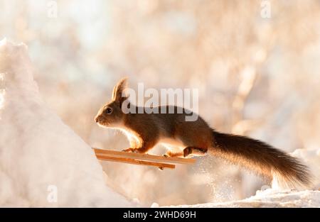 Rotes Eichhörnchen auf Skiern im Schnee Stockfoto