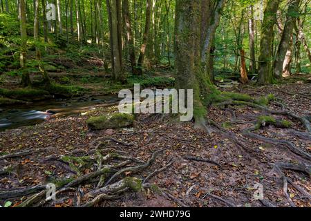 Der Verlauf der Thulba im Kerngebiet des Biosphärenreservats Rhön zwischen Oberthulba und Thulba, Kreis Bad Kissingen, Unterfranken, Franken, Bayern, Deutschland Stockfoto