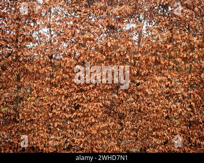 Eine hohe, warme Buchenhecke im Winter mit satten, warmen Tönen Stockfoto