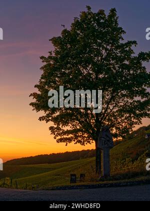 Weinberge auf dem Stollberg bei Handthal im Abendlicht, Oberschwarzacher Markt, Schweinfurt Bezirk, Unterfranken, Bayern, Deutschland Stockfoto