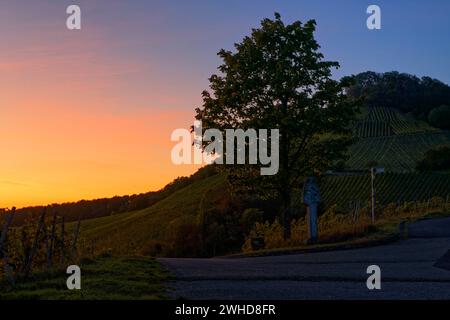 Weinberge auf dem Stollberg bei Handthal im Abendlicht, Oberschwarzacher Markt, Schweinfurt Bezirk, Unterfranken, Bayern, Deutschland Stockfoto