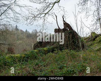 Entwurzelter großer, mit Efeu bekleideter Baum, der zurück in die Natur verrottet, nachdem er von einem schweren Sturm niedergeblasen wurde. Stockfoto