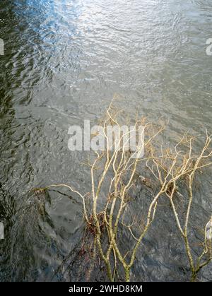 Ein kleiner, blattloser Baum, der aufgrund der jüngsten heftigen Winterstürme in einen Fluss geworfen wurde Stockfoto