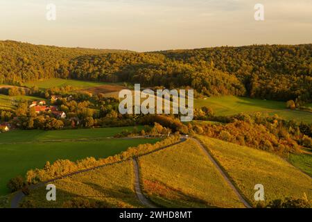 Weinberge auf dem Stollberg bei Handthal im Abendlicht, Oberschwarzacher Markt, Schweinfurt Bezirk, Unterfranken, Bayern, Deutschland Stockfoto