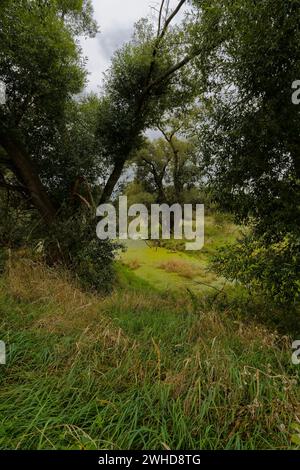 Aue der Weißen Elster zwischen Bornitz bei Zeitz und Göbitz im Burgenlandkreis Sachsen-Anhalt Stockfoto