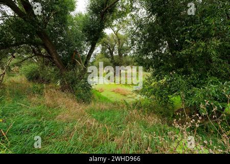 Aue der Weißen Elster zwischen Bornitz bei Zeitz und Göbitz im Burgenlandkreis Sachsen-Anhalt Stockfoto