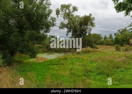 Aue der Weißen Elster zwischen Bornitz bei Zeitz und Göbitz im Burgenlandkreis Sachsen-Anhalt Stockfoto