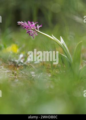Militärische Orchidee, Orchis militaris Stockfoto