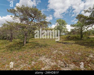 Naturschutzgebiet Höhfeldplatte bei Thüngersheim, Landkreis Main-Spessart, Niederfranken, Bayern, Deutschland Stockfoto