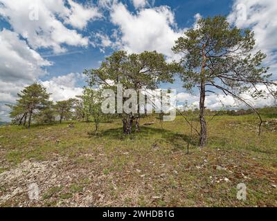 Naturschutzgebiet Höhfeldplatte bei Thüngersheim, Landkreis Main-Spessart, Niederfranken, Bayern, Deutschland Stockfoto