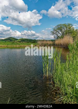 Der Lautensee im Naturschutzgebiet Mainaue bei Augsfeld, Stadt Hassfurt, Landkreis Hassberge, Unterfranken, Franken, Bayern, Deutschland Stockfoto