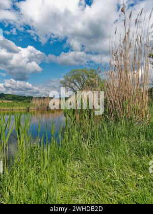 Der Lautensee im Naturschutzgebiet Mainaue bei Augsfeld, Stadt Hassfurt, Landkreis Hassberge, Unterfranken, Franken, Bayern, Deutschland Stockfoto