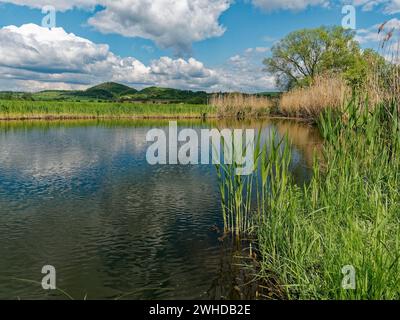 Der Lautensee im Naturschutzgebiet Mainaue bei Augsfeld, Stadt Hassfurt, Landkreis Hassberge, Unterfranken, Franken, Bayern, Deutschland Stockfoto