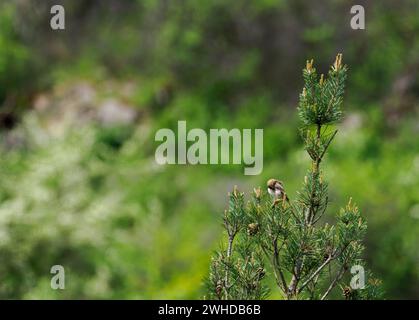 Baumpfeifenbaum, Anthus trivialis Stockfoto