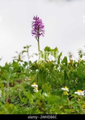 Helmorchidee, Orchis militaris, Helmorchidee Stockfoto