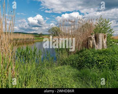 Der Lautensee im Naturschutzgebiet Mainaue bei Augsfeld, Stadt Hassfurt, Landkreis Hassberge, Unterfranken, Franken, Bayern, Deutschland Stockfoto