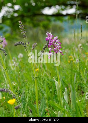 Helmorchidee, Orchis militaris, Helmorchidee Stockfoto
