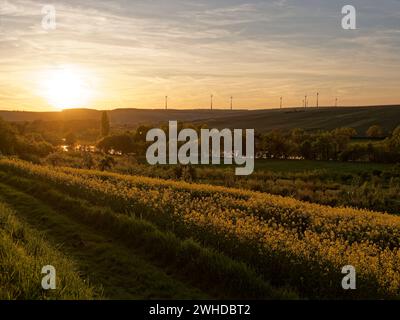 Die Mainwiese zwischen Fahr am Main und Volkach an der Volkacher Mainschleife im Abendlicht, Landkreis Kitzingen, Niederfranken, Bayern Stockfoto