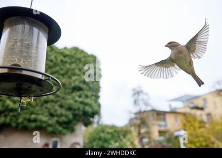 Spatzen, Hausspatzen, Passer domesticus, Feeder, nähern Stockfoto
