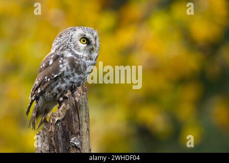 Borealeule (Aegolius funereus) vor bunten Herbstblättern, gefangen Stockfoto